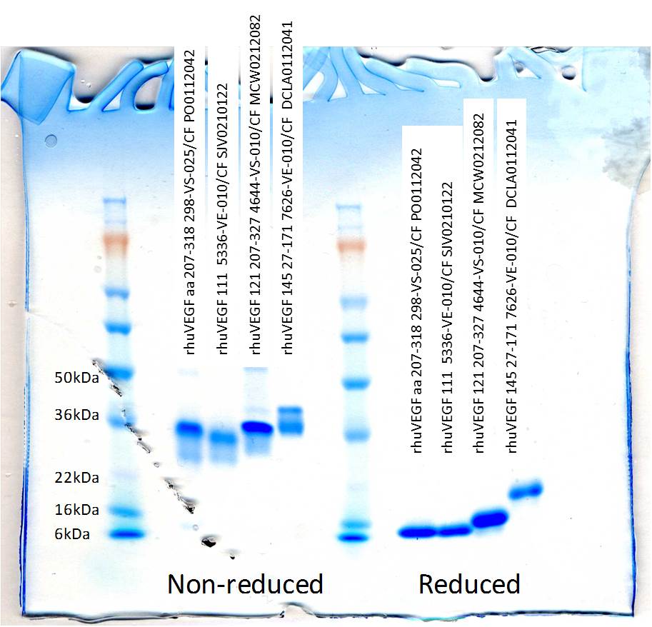 Recombinant Human VEGF 121 (aa 207-327) Protein 4644-VS
