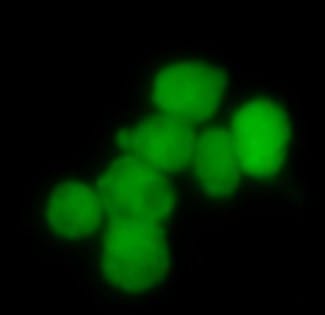 Recombinant Human R-Spondin 1 Protein 4645-RS