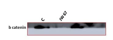 JW 67 4651