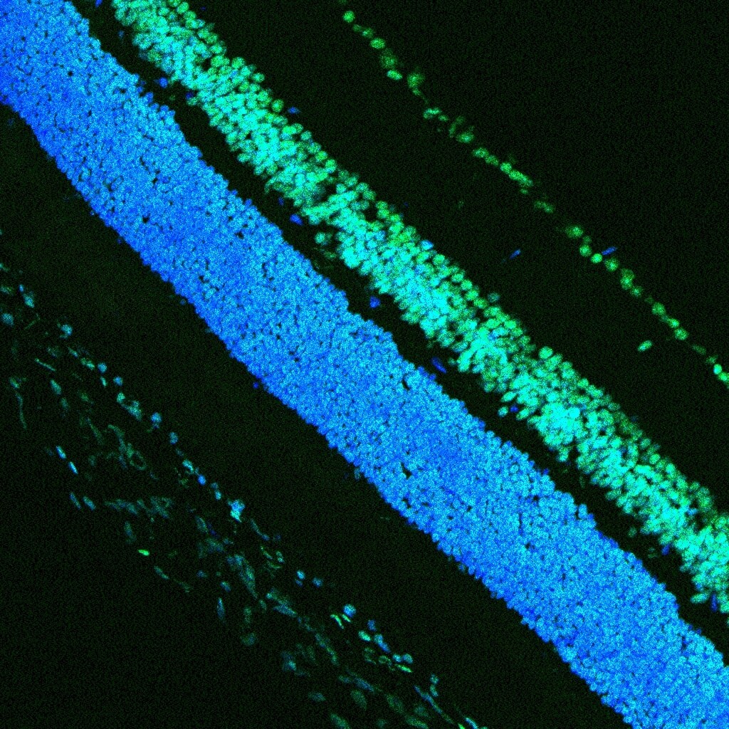 TdT In Situ Apoptosis Detection Kit - Fluorescein 4812-30-K