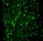 TdT In Situ Apoptosis Detection Kit - Fluorescein 4812-30-K