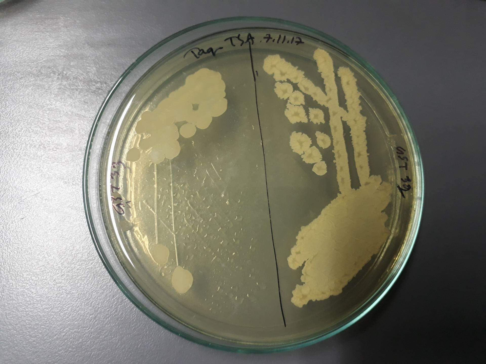 Clindamycin hydrochloride 4822