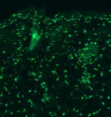 DermaTACs In Situ Apoptosis Detection Kit 4829-30-K