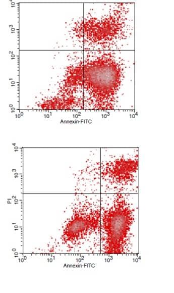 TACS Annexin V-FITC Apoptosis Detection Kit 4830-250-K