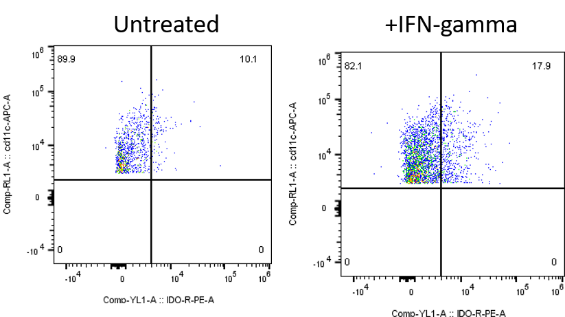Recombinant Mouse IFN-gamma Protein 485-MI
