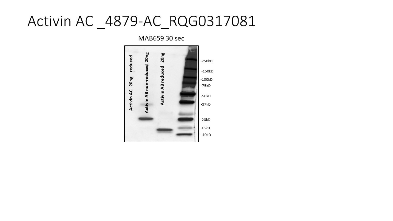 Recombinant Human Activin AC Heterodimer Protein 4879-AC