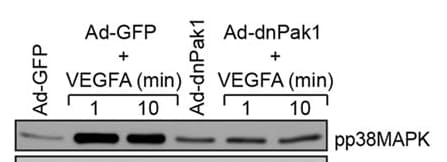 Recombinant Mouse VEGF 164 Protein 493-MV