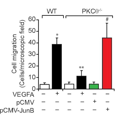 Recombinant Mouse VEGF 164 Protein 493-MV