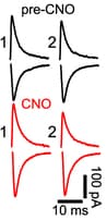 Clozapine N-oxide (CNO) 4936