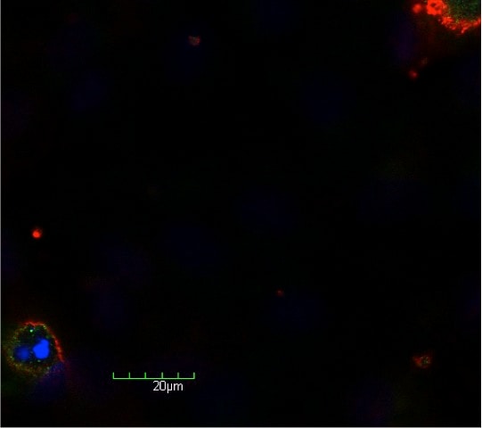 Normal Sheep IgG Control 5-001-A
