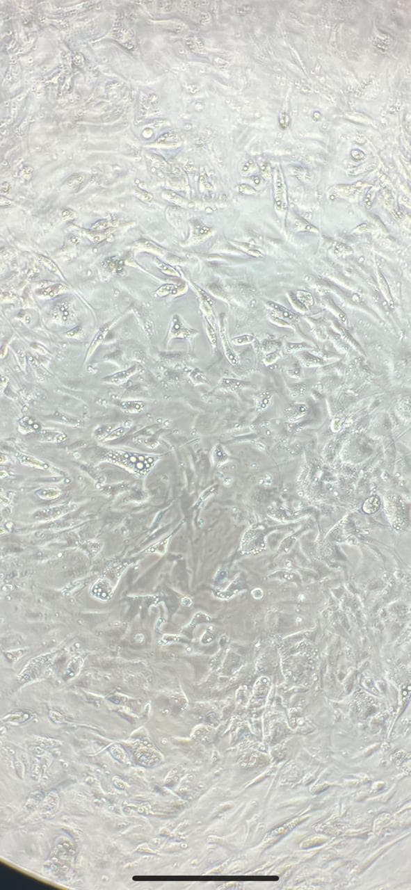 Recombinant Mouse BMP-4 Protein 5020-BP