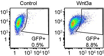 Recombinant Human Wnt-3a Protein 5036-WN
