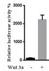 Recombinant Human Wnt-3a Protein 5036-WN