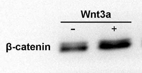Recombinant Human Wnt-3a Protein 5036-WN