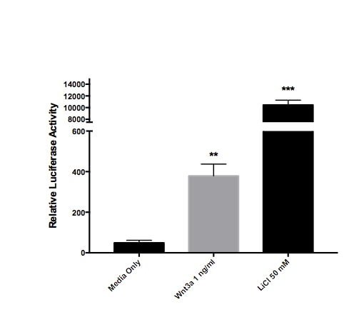 Recombinant Human Wnt-3a Protein 5036-WN