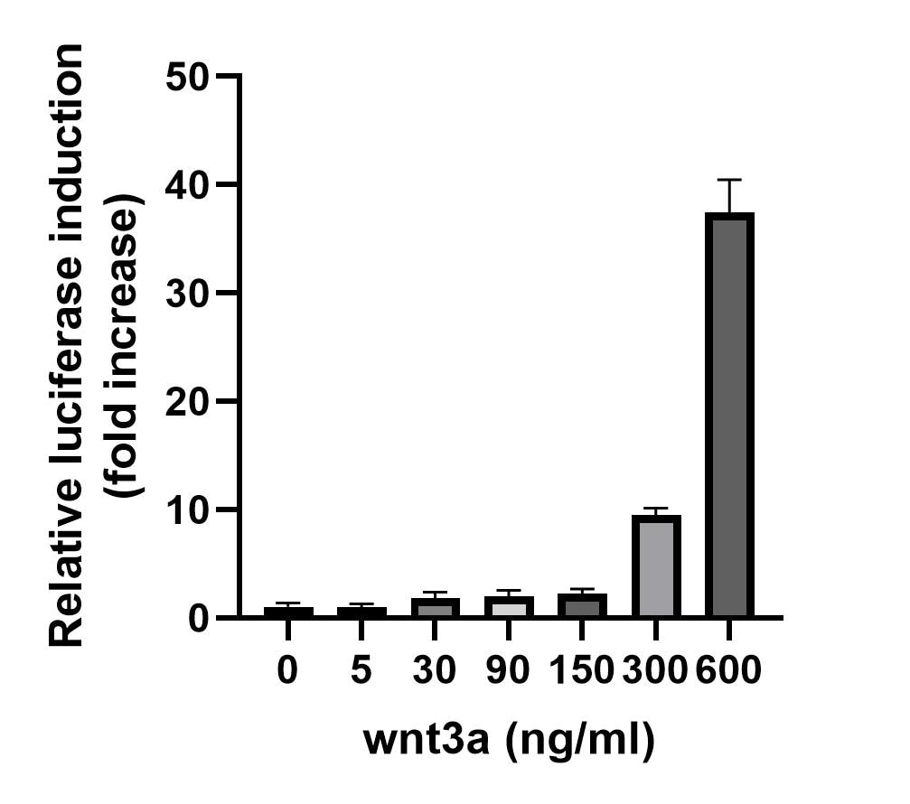 Recombinant Human Wnt-3a Protein 5036-WN