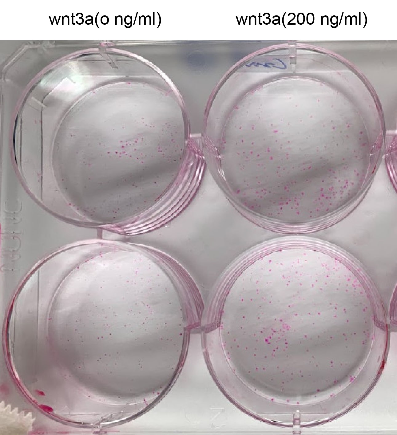 Recombinant Human Wnt-3a Protein 5036-WN