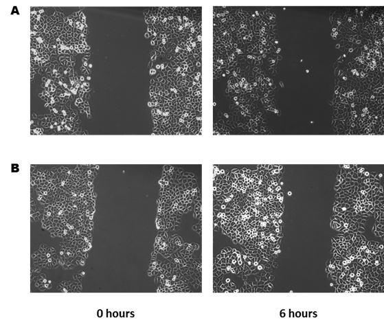 Recombinant Human Wnt-3a Protein 5036-WN