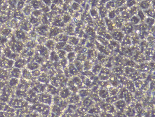 Recombinant Human Wnt-3a Protein 5036-WN