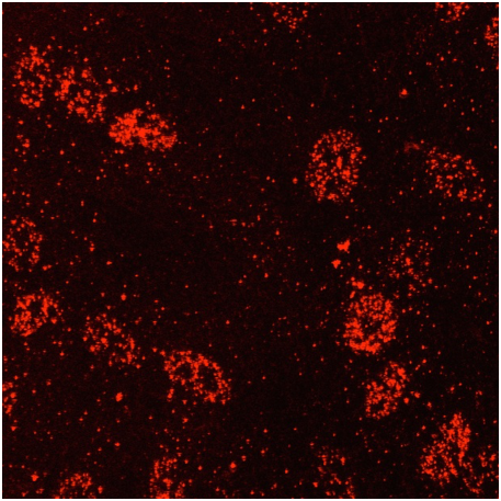 Recombinant Human BMP-6 Protein 507-BP