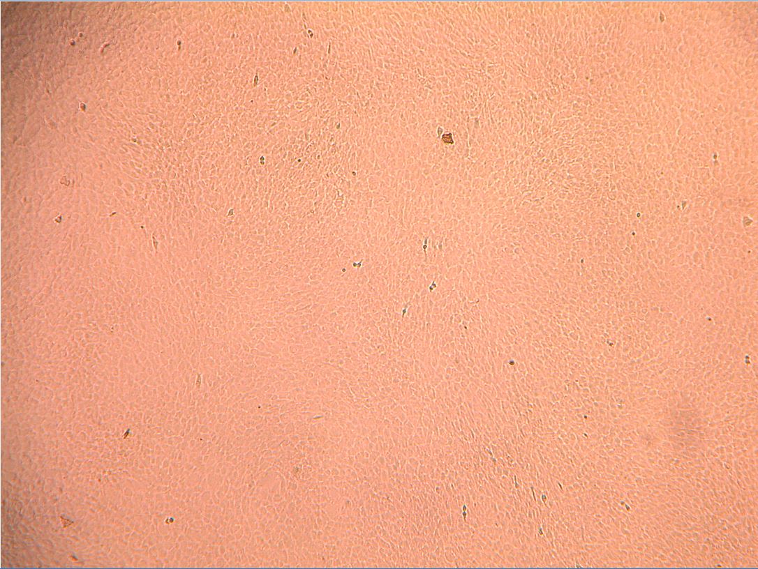 Recombinant Human BMP-6 Protein 507-BP