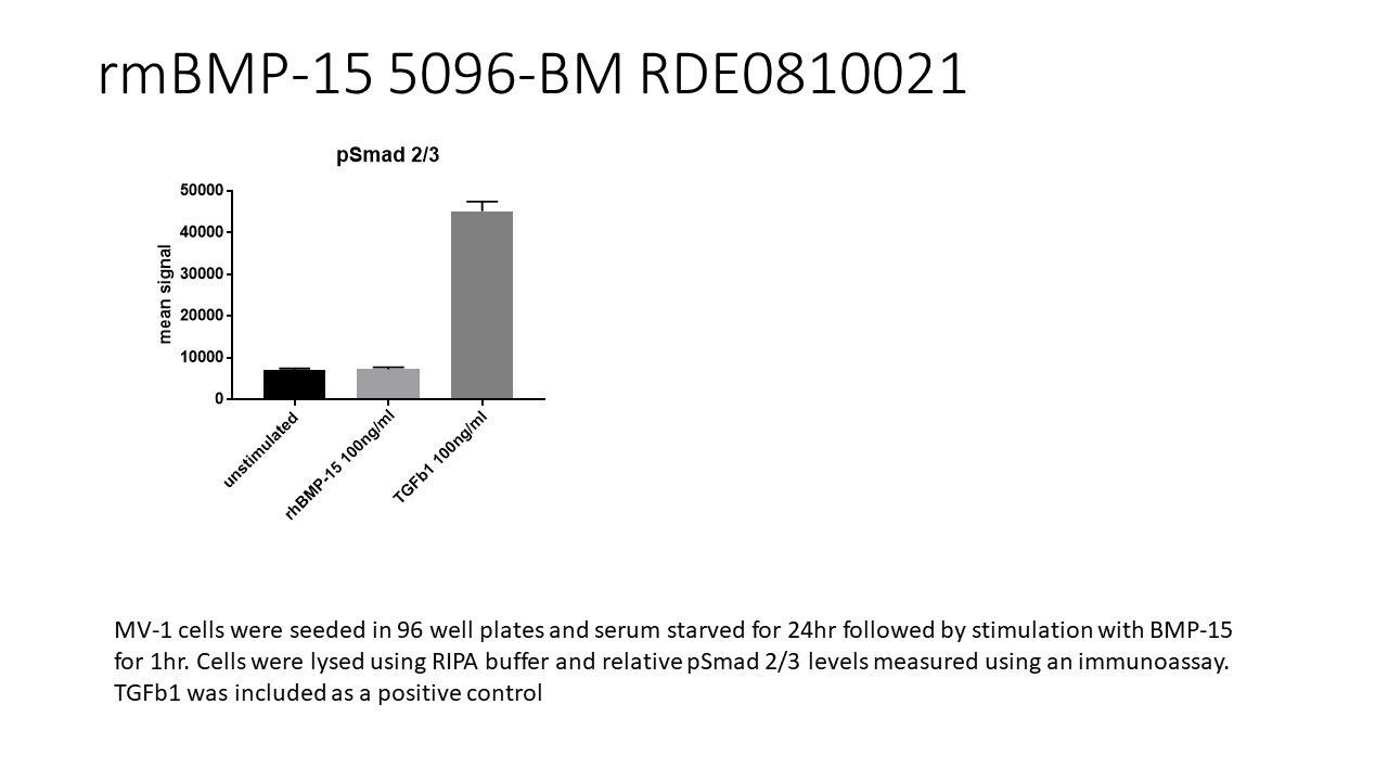 Recombinant Human BMP-15 Protein 5096-BM