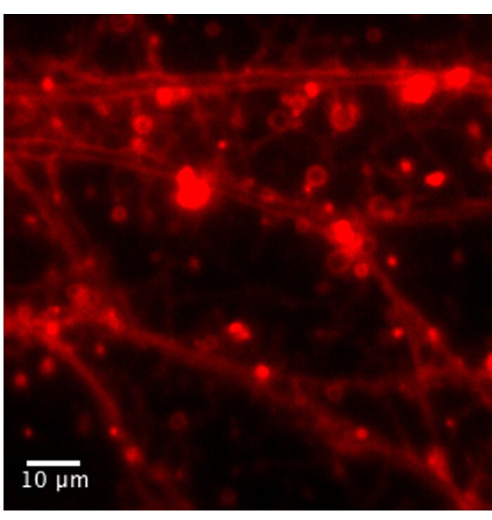 SynaptoRedTM C2 5118