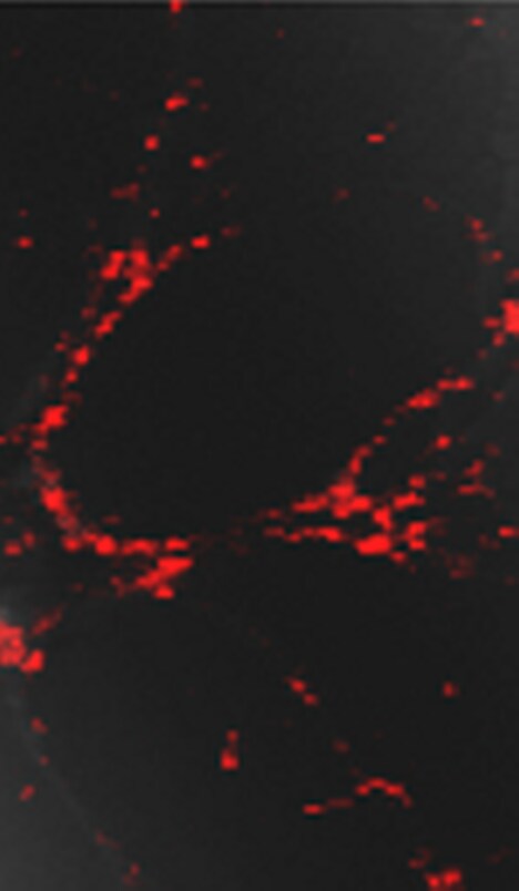 SynaptoRedTM C2 5118