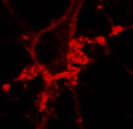 SynaptoRedTM C2 5118
