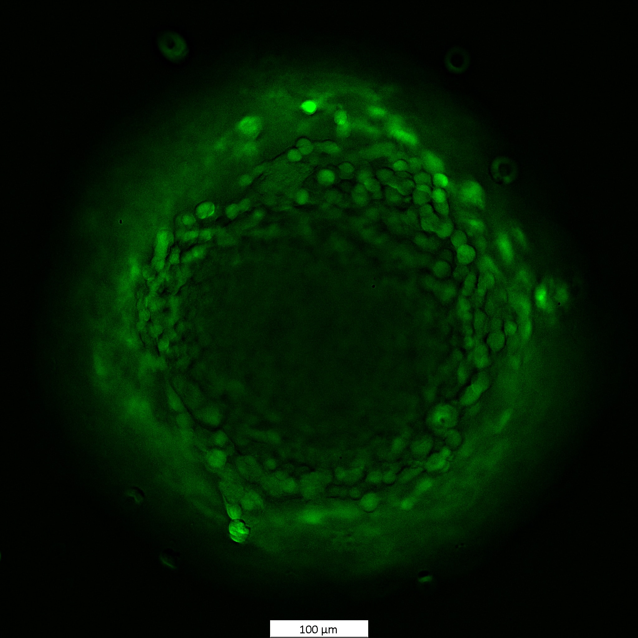 Calcein AM 5119