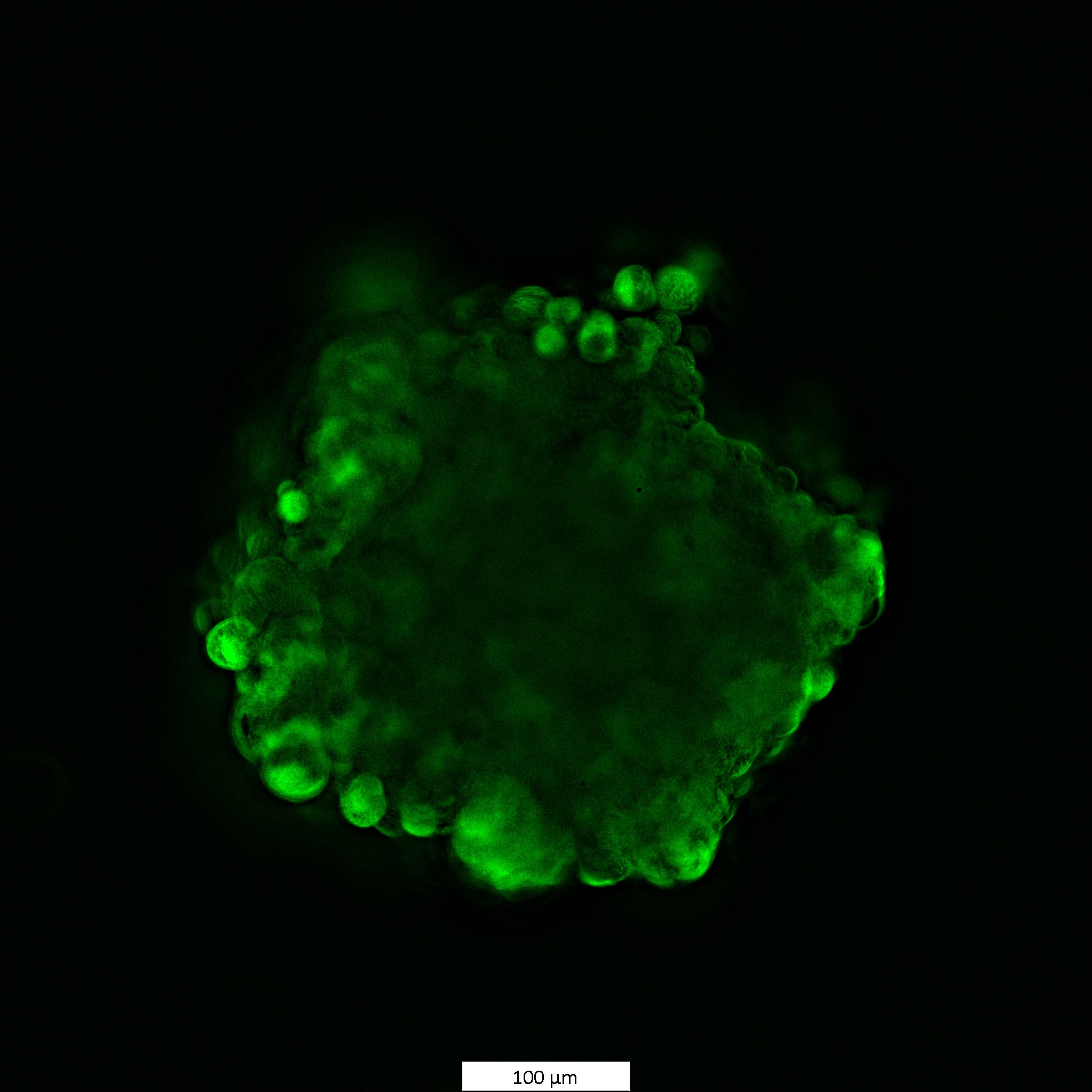 Calcein AM 5119