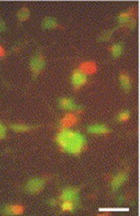 Calcein AM 5119