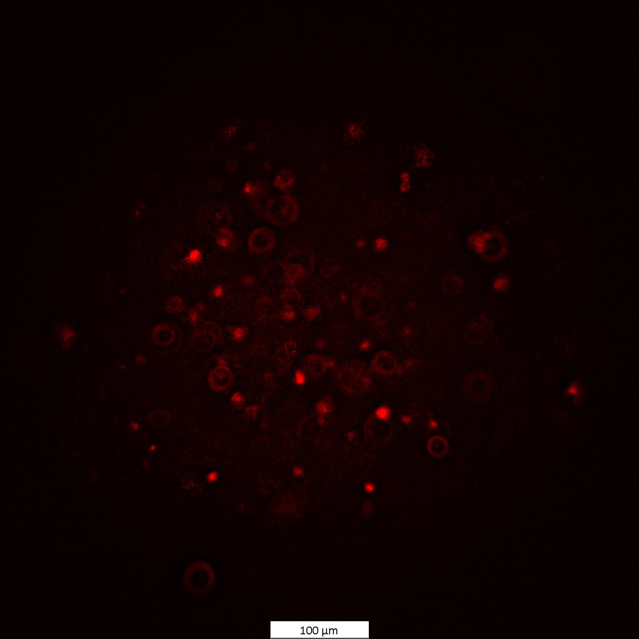 Propidium iodide 5135