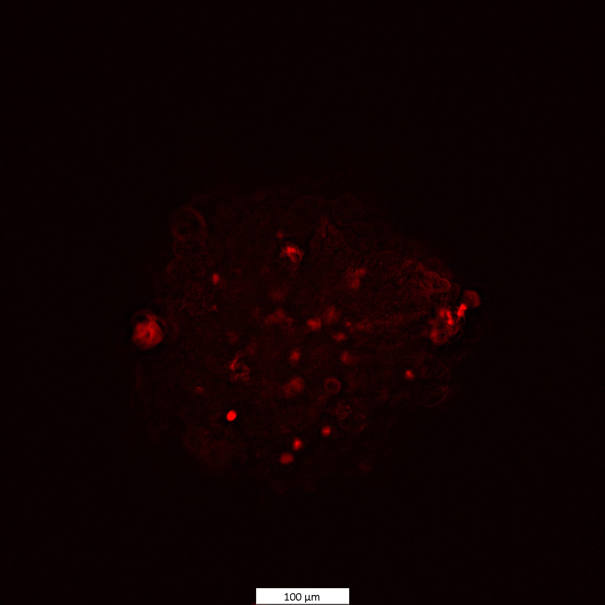 Propidium iodide 5135