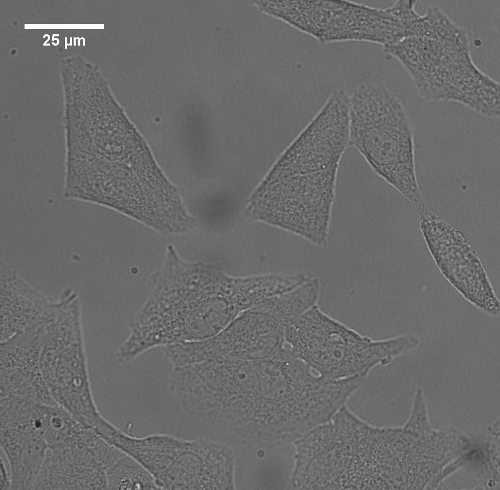 Noradrenaline bitartrate 5169