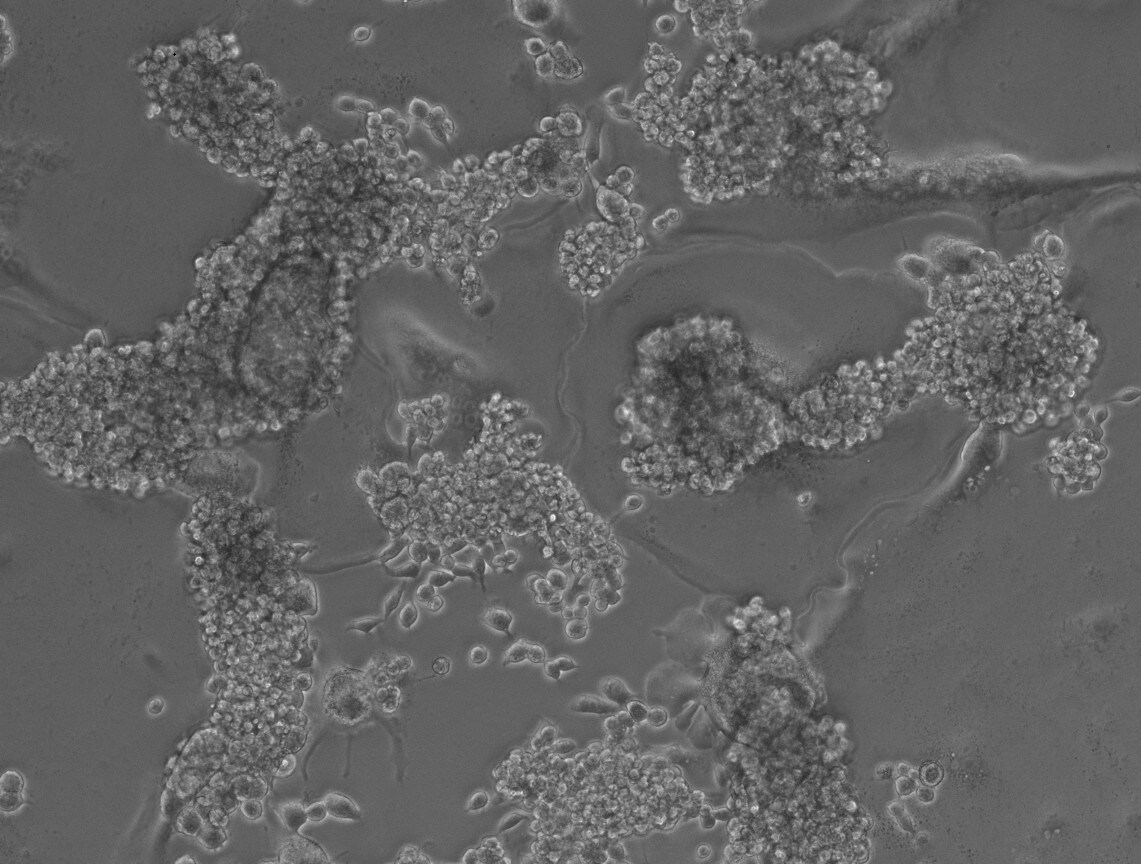 Recombinant Rat PDGF-BB Protein 520-BB