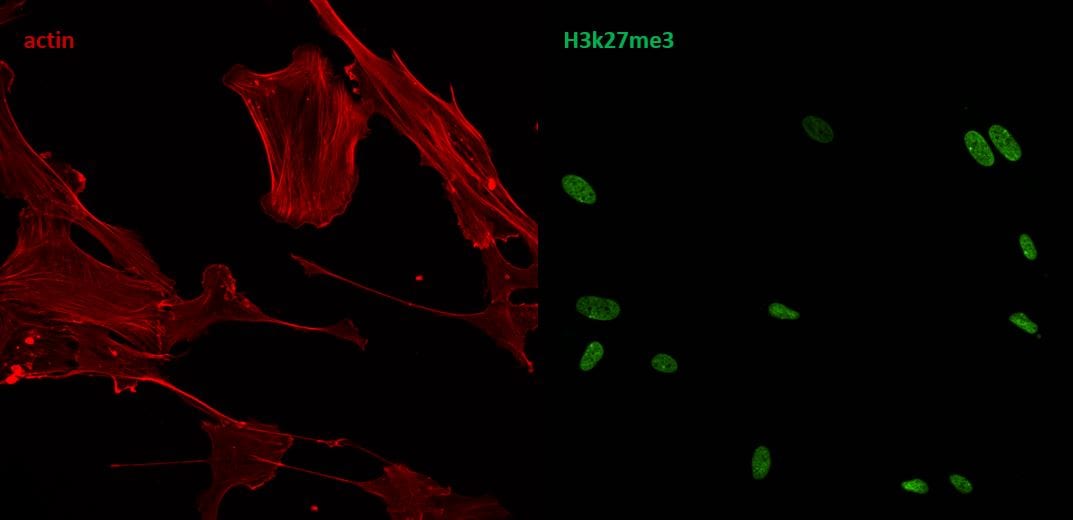 Bovine Serum Albumin 5217