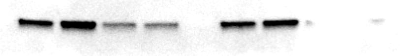 Bovine Serum Albumin 5217