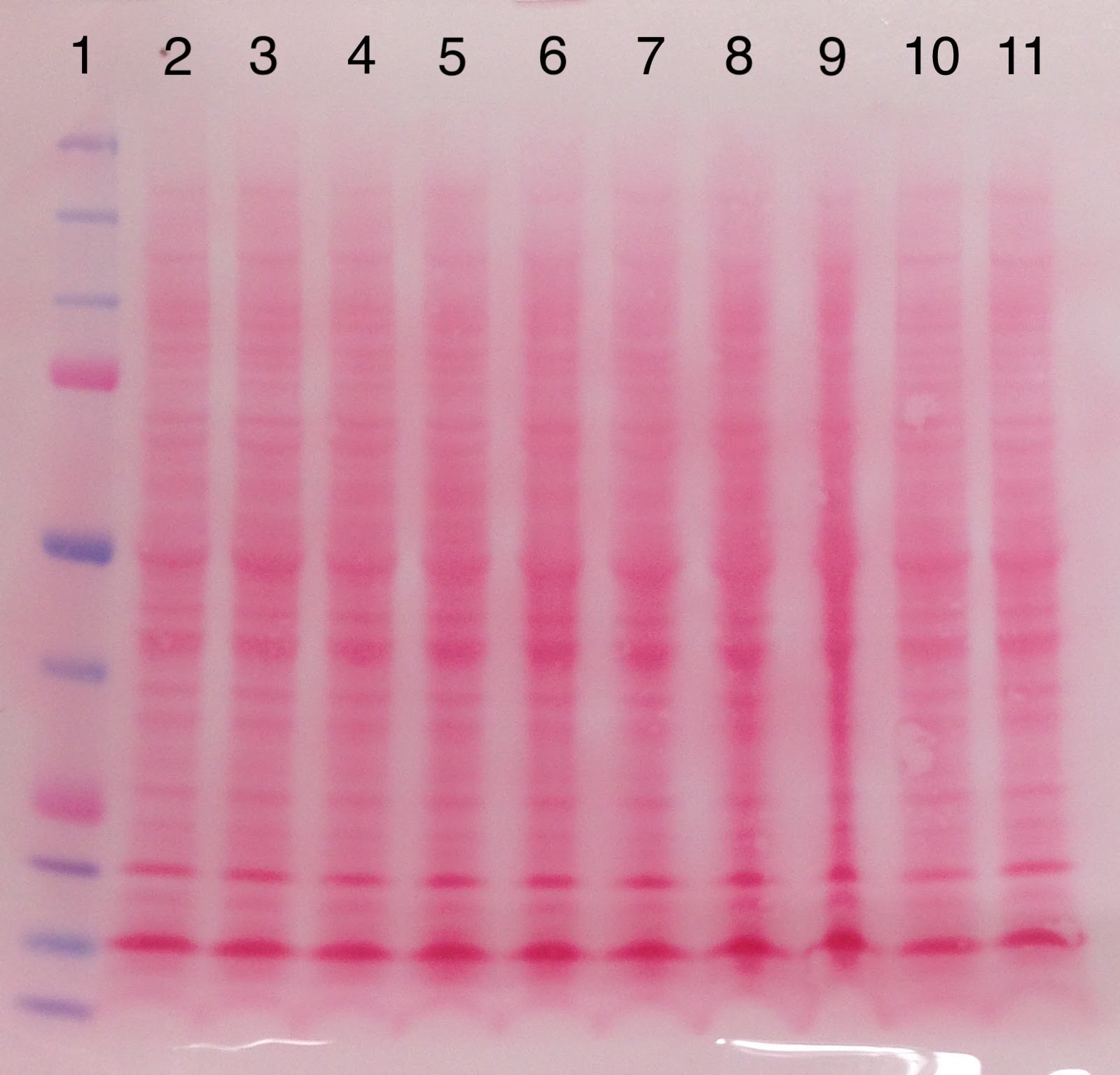Ponceau S Staining Solution 5225