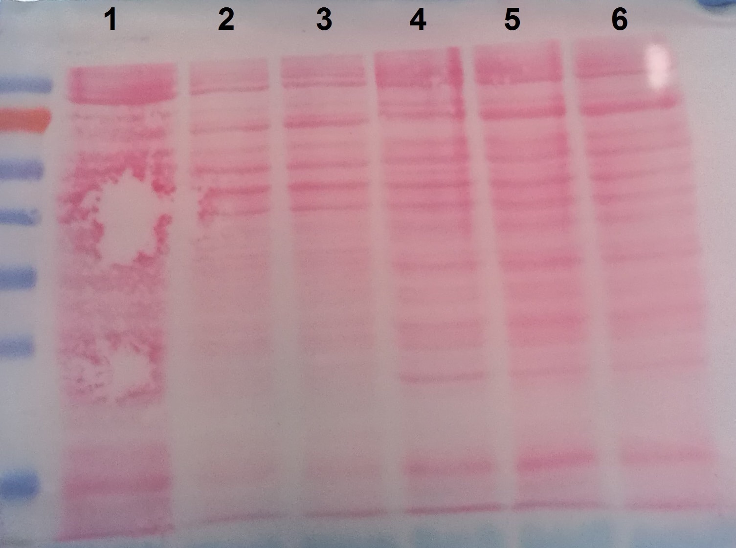Ponceau S Staining Solution 5225