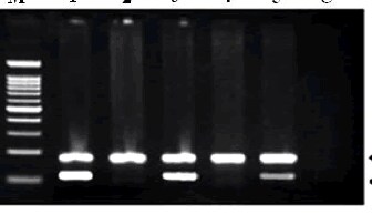 Tricine 5227