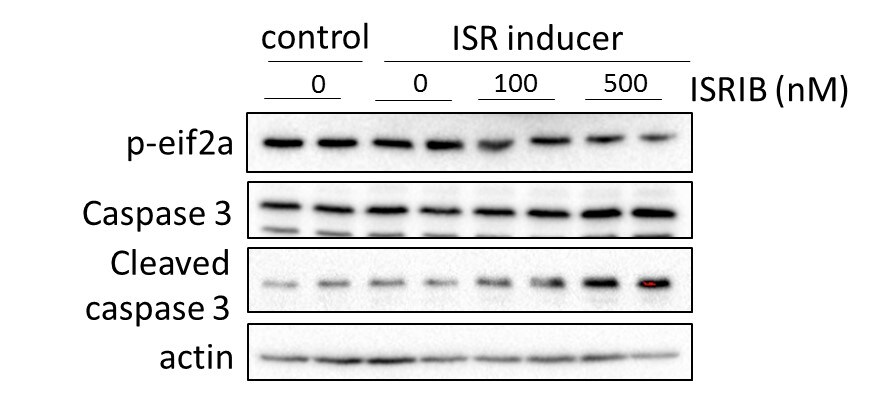 trans-ISRIB 5284