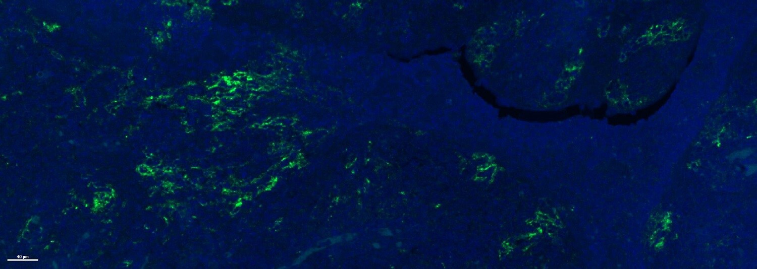 D-Luciferin sodium salt 5427