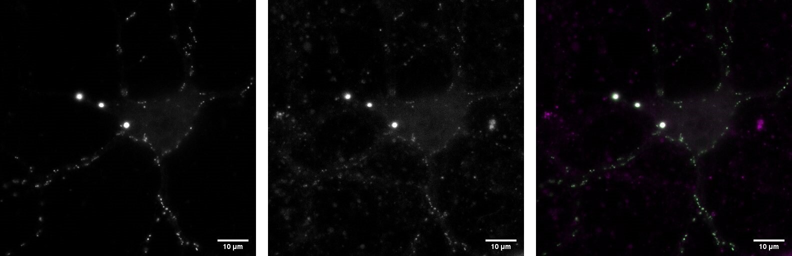 Cyanine 3, SE 5435