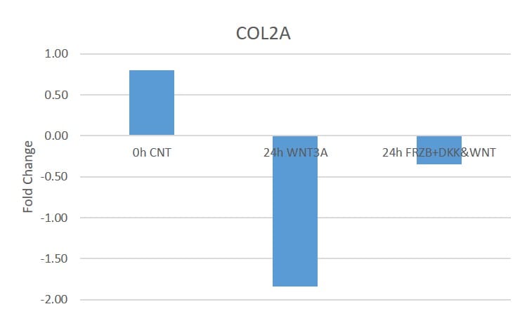 Recombinant Human Dkk-1 Protein 5439-DK