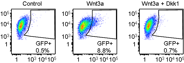 Recombinant Human Dkk-1 Protein 5439-DK