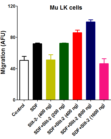 Recombinant Mouse Slit2 (aa  26-900) Protein, CF 5444-SL