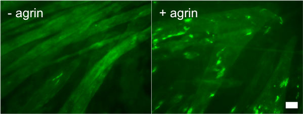 Recombinant Rat Agrin Protein 550-AG