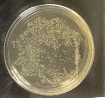 Kanamycin sulfate 5505
