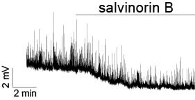Salvinorin B 5611